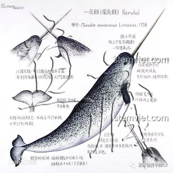 Hình ảnh phác thảo về loài cá Voi Kỳ Lân (Narwhal), nguồn cảm hứng cho bộ đồ chơi Tàu Độc Giác Kình GUP-S.