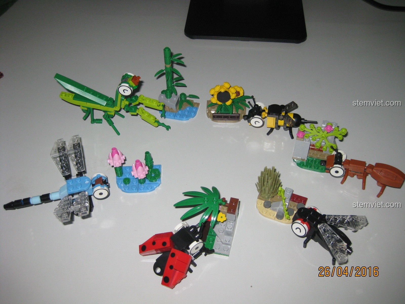 Toàn bộ 6 mô hình côn trùng đã lắp ráp xong từ bộ KAZI KY80021.