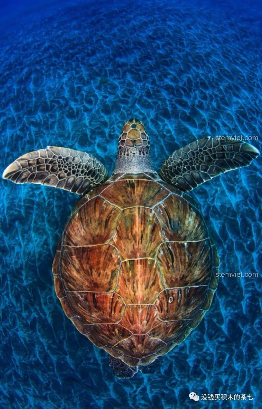 Đèn pha của đồ chơi mô hình Lamborghini Sián FKP 37 Meiji Blocks 8600 đang được lắp ráp, sử dụng thanh phát sáng, phù hợp bé trai 6 tuổi, giá tiết kiệm