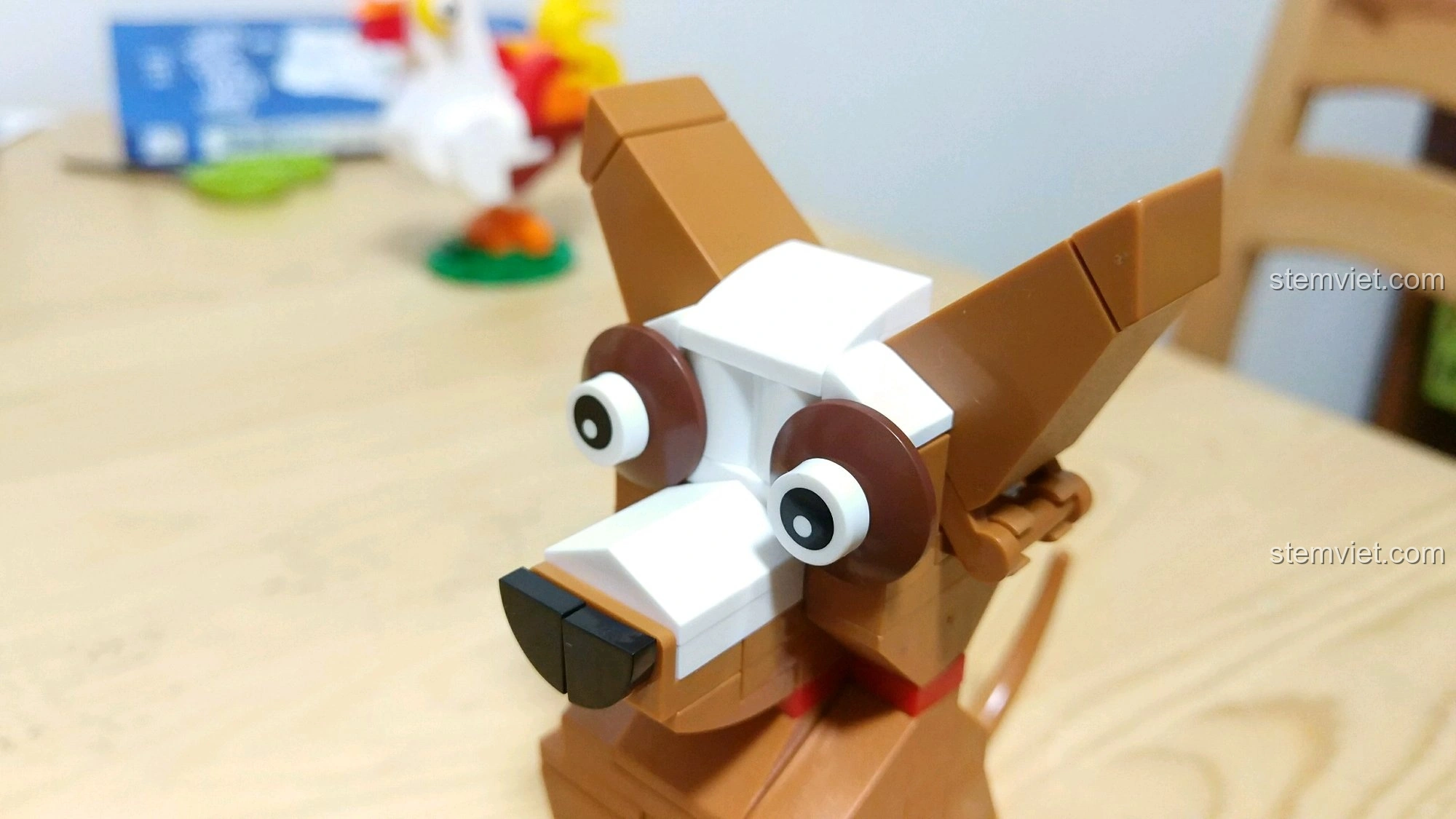 Cận cảnh khuôn mặt Chó Tuất với đôi mắt to tròn và biểu cảm ngộ nghĩnh, tai dựng đứng.