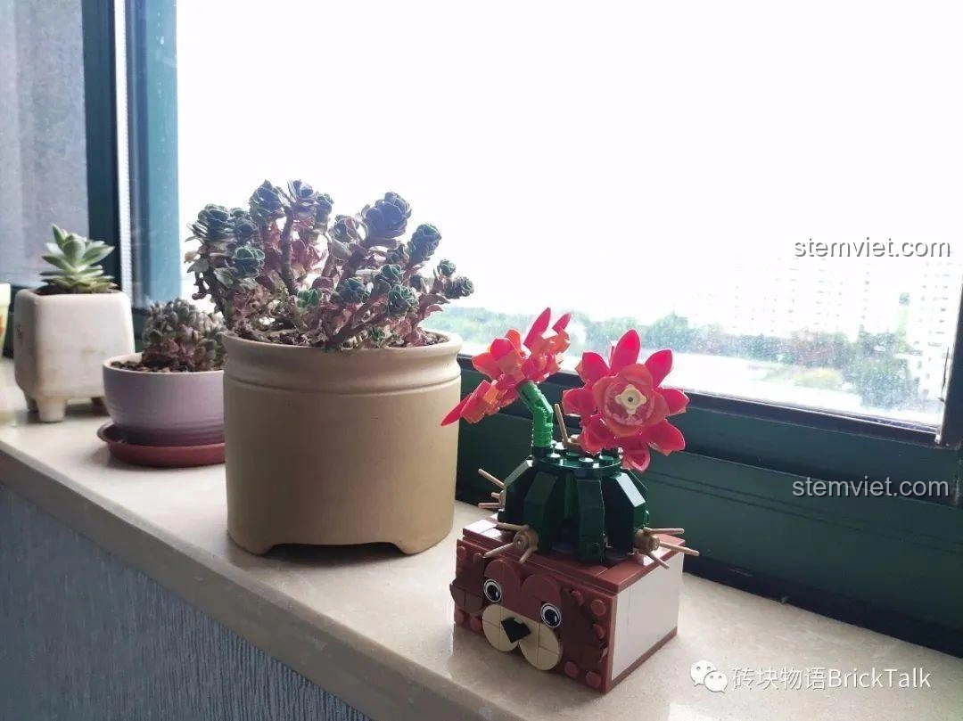 Mô hình Forange FC8304 Cây Xương Rồng Nở Hoa được trưng bày cạnh cây thật, tạo cảm giác tự nhiên và sống động.