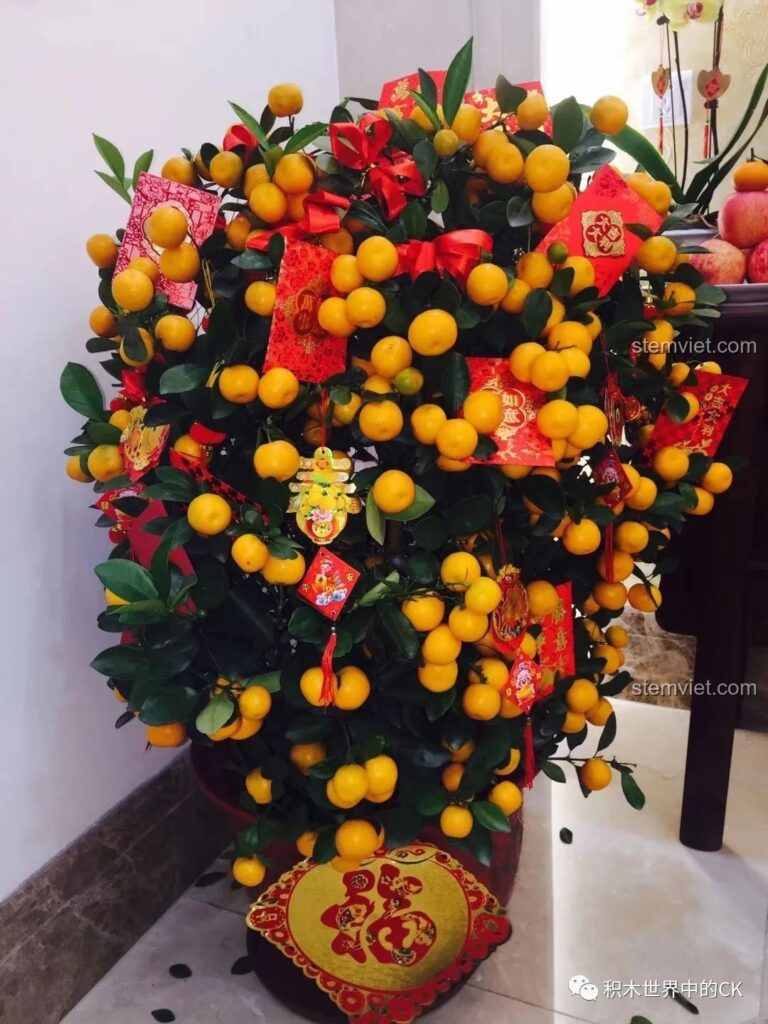Cây quất vàng trang trí Tết truyền thống, biểu tượng may mắn và tài lộc cho gia đình Việt. Review SEMBO 601145 Hộp nhạc Tết.