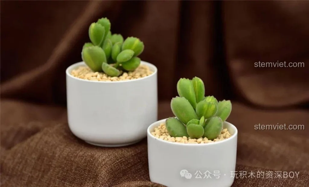 Hai chậu cây mọng nước lắp ráp JAKI JK2727 màu xanh và hồng, đặt trên nền vải nâu, trông rất sống động và đẹp mắt.