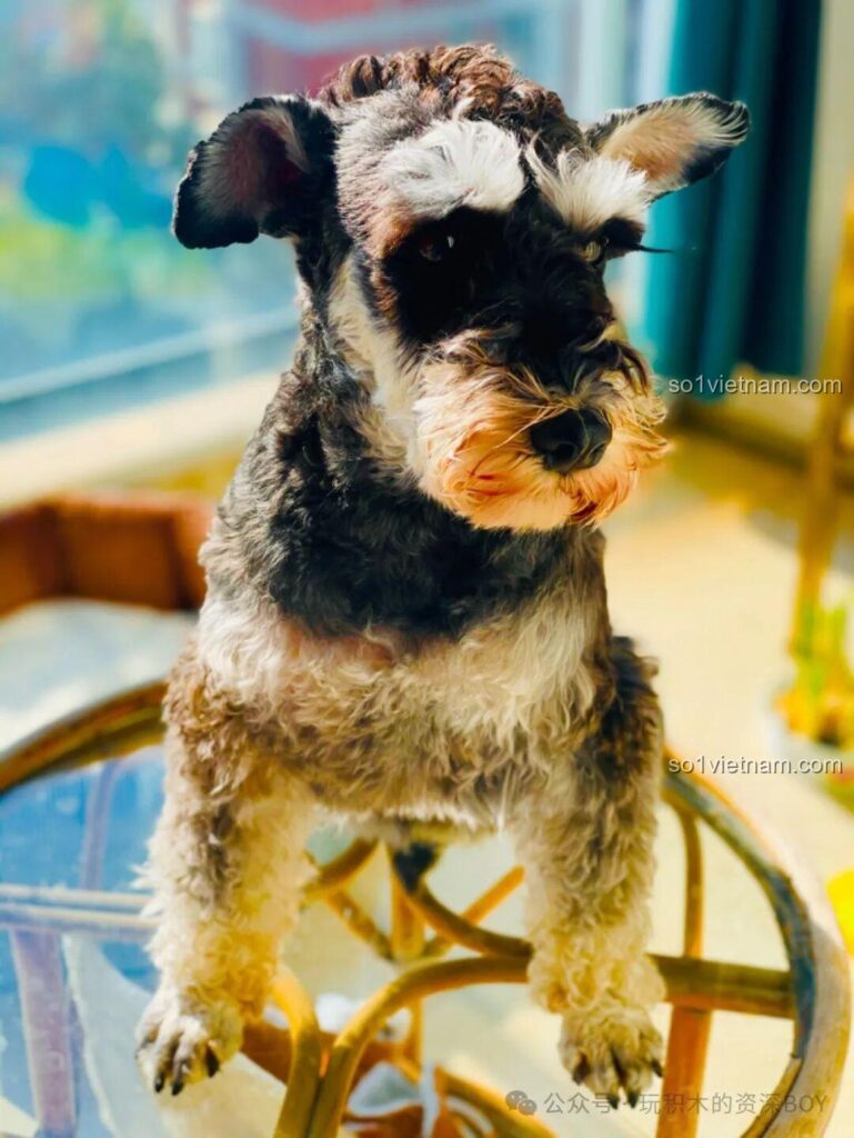 Hình ảnh chú chó Schnauzer thật, nguyên mẫu để so sánh với mô hình lắp ráp JAKI JK8130, thể hiện sự đáng yêu và chân thực.