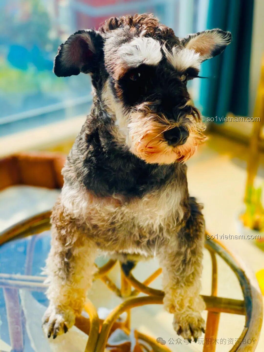 Hình ảnh chú chó Schnauzer thật, nguyên mẫu để so sánh với mô hình lắp ráp JAKI JK8130, thể hiện sự đáng yêu và chân thực.