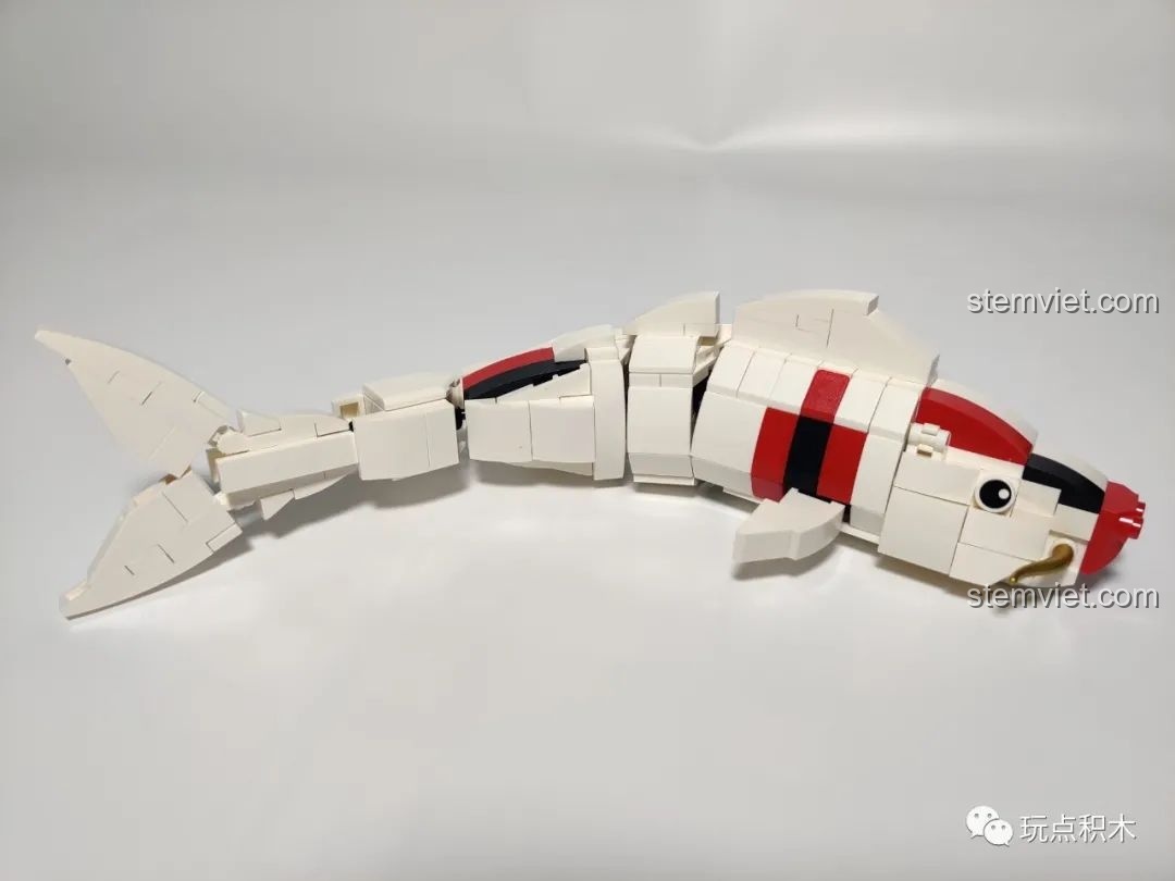 Góc nhìn từ trên xuống của chú cá chép trong bộ Cá Chép Hóa Rồng Pantasy 18001, thể hiện độ cong.