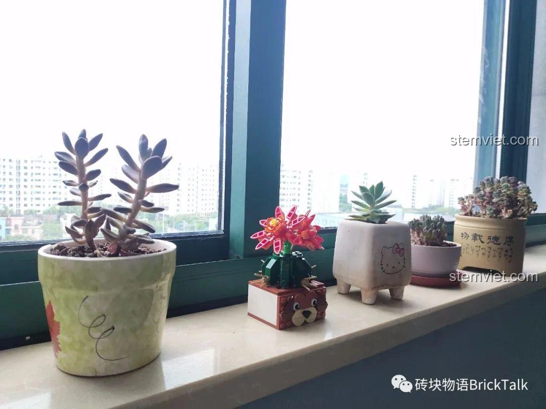 Mô hình Forange FC 8304 Mô hình Hoa Xương Rồng Nở trang trí trên bệ cửa sổ cùng các chậu cây cảnh khác, rất hài hòa.