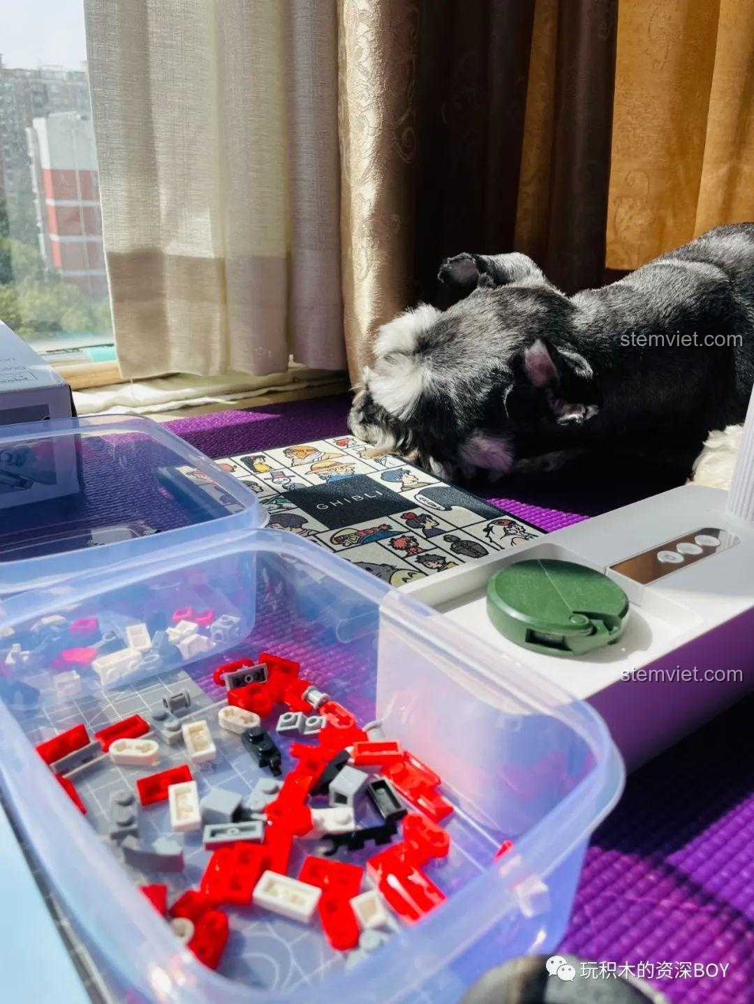 Chú chó Schnauzer đáng yêu ngủ gật bên cạnh các chi tiết lắp ráp SEMBO 701406 Xe Máy Vespa, sau thời gian quan sát.