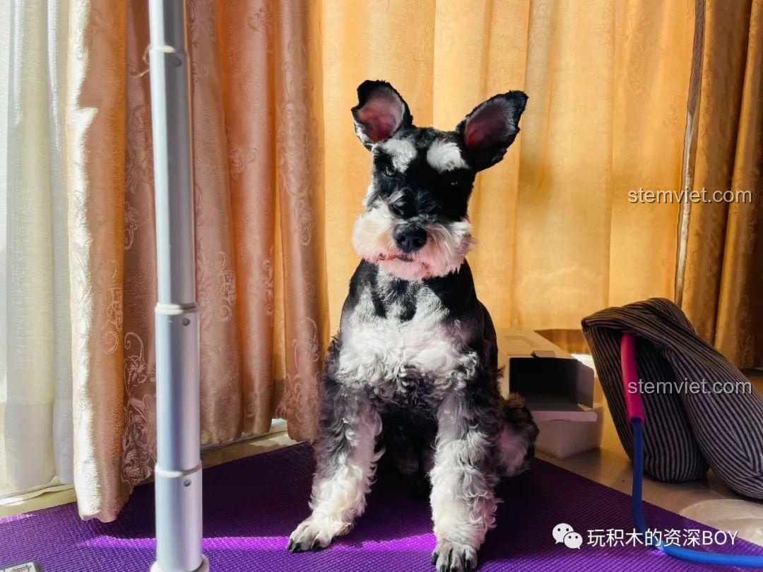 Chú chó Schnauzer đáng yêu ngồi quan sát quá trình lắp ráp bộ đồ chơi SEMBO 701406 Xe Máy Vespa, tạo không khí vui vẻ.