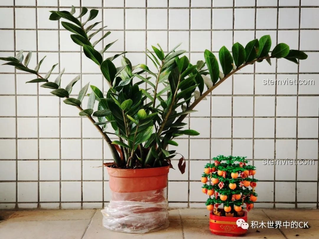 Mô hình cây quất SEMBO 601145 được trưng bày cùng mô hình cây thông Noel, tạo không khí lễ hội. Review SEMBO 601145 Hộp nhạc Tết.