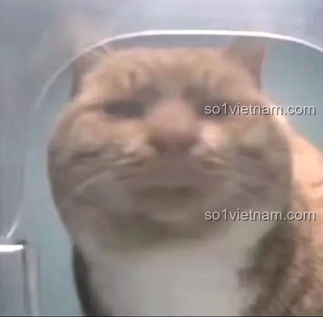 Một góc khác của tủ sách bên trong mô hình BAKA 33213 Nhà thờ Đức Bà Paris.