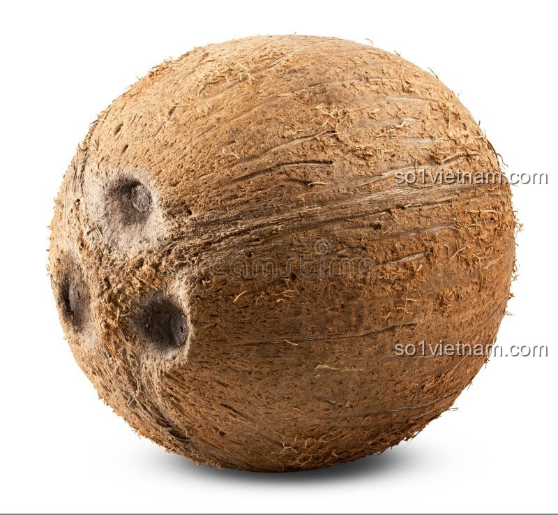 Kẹp Tóc Bí Ngô Coconut 7125
