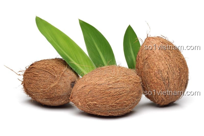 Kẹp Tóc Bí Ngô Coconut 7125