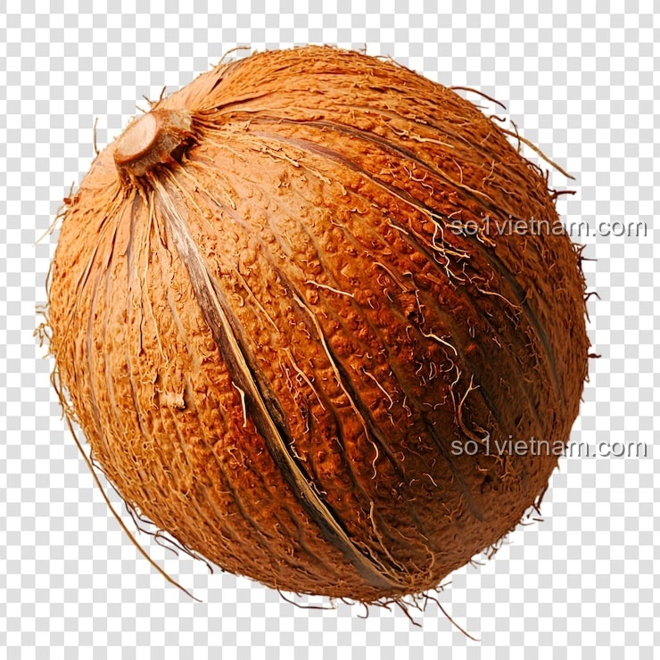 Kẹp Tóc Bí Ngô Coconut 7125