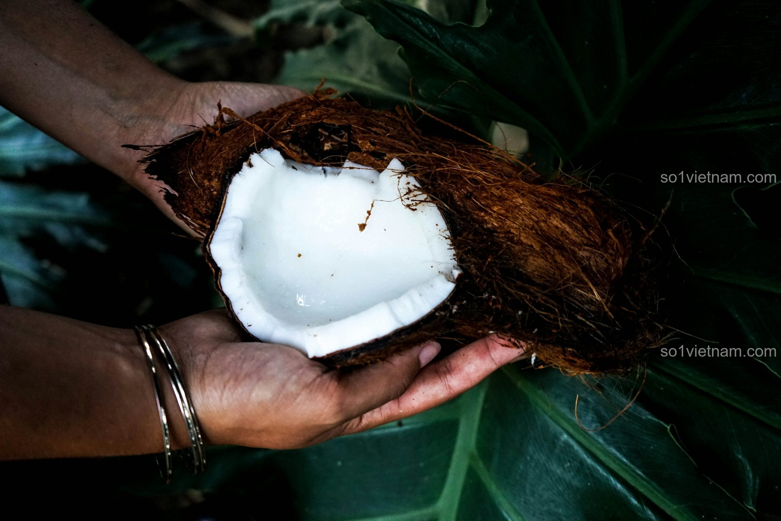 Kẹp tóc Giáng sinh 椰壳Coconut 7128, Phụ kiện tóc Giáng sinh, Đồ trang trí Giáng sinh, Quà tặng Giáng sinh, giá tốt