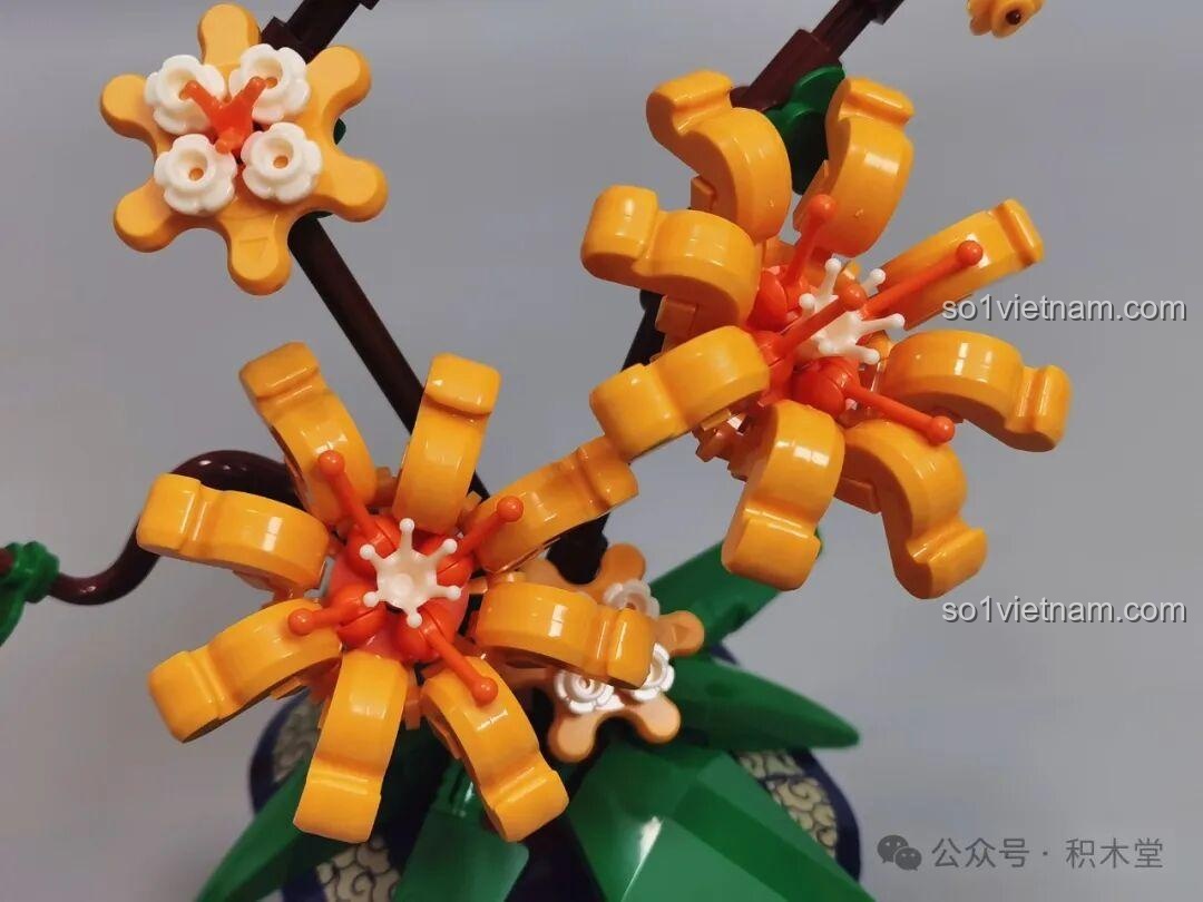 Cận cảnh bông hoa Lão Mai JAKI (lần 1)