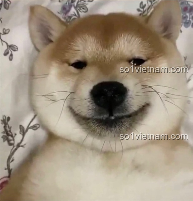 Mô hình JIESTAR 89109 Nhà hàng Hoa Anh Đào hoàn thiện, nhìn từ phía trước