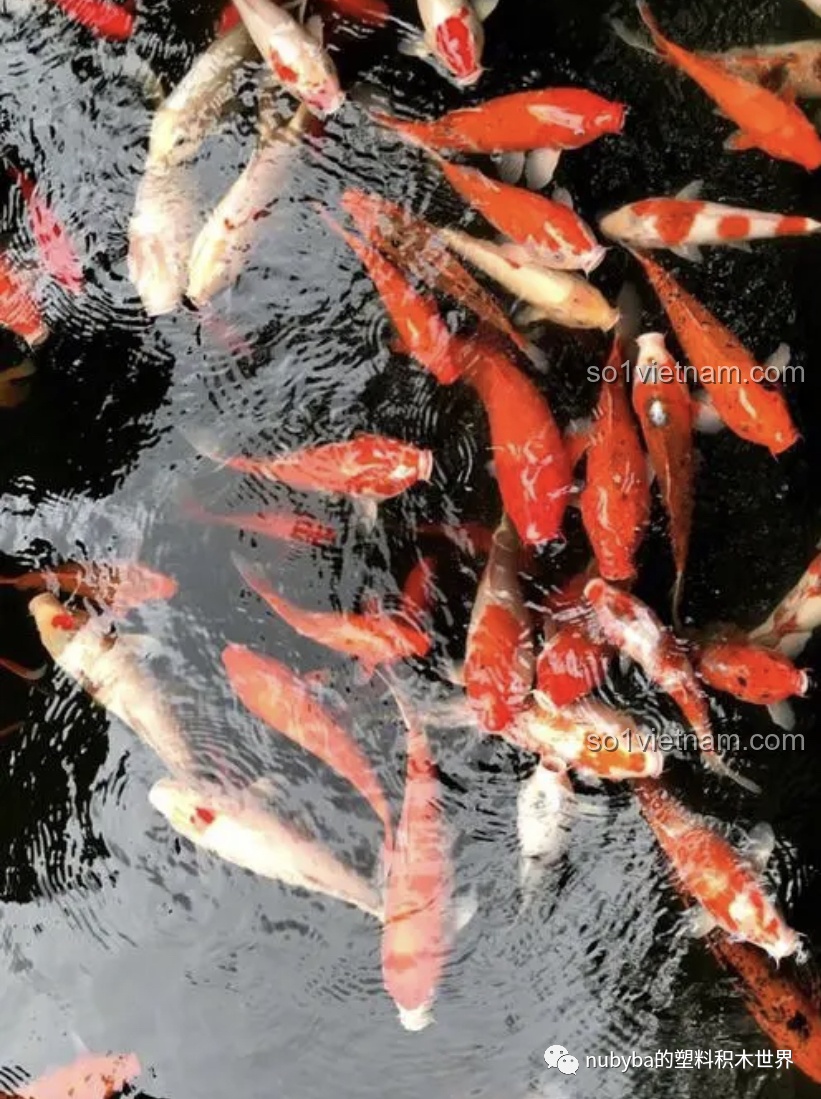 Hình ảnh đàn cá chép bơi lội trong nước, nguồn cảm hứng cho bộ lắp ghép Cá Chép May Mắn JAKI JK20236.