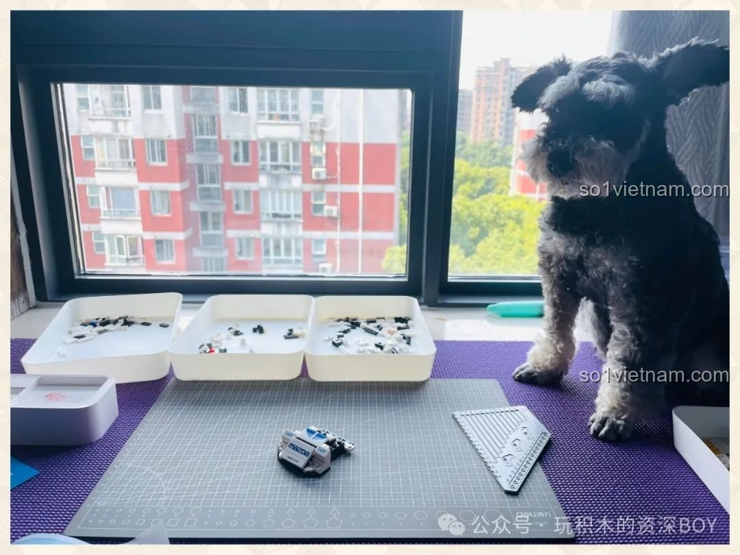 Chú chó cưng ngồi cạnh bàn lắp ráp bộ CaDA C55029 Mazda 787B, làm “giám đốc xưởng” đáng yêu.