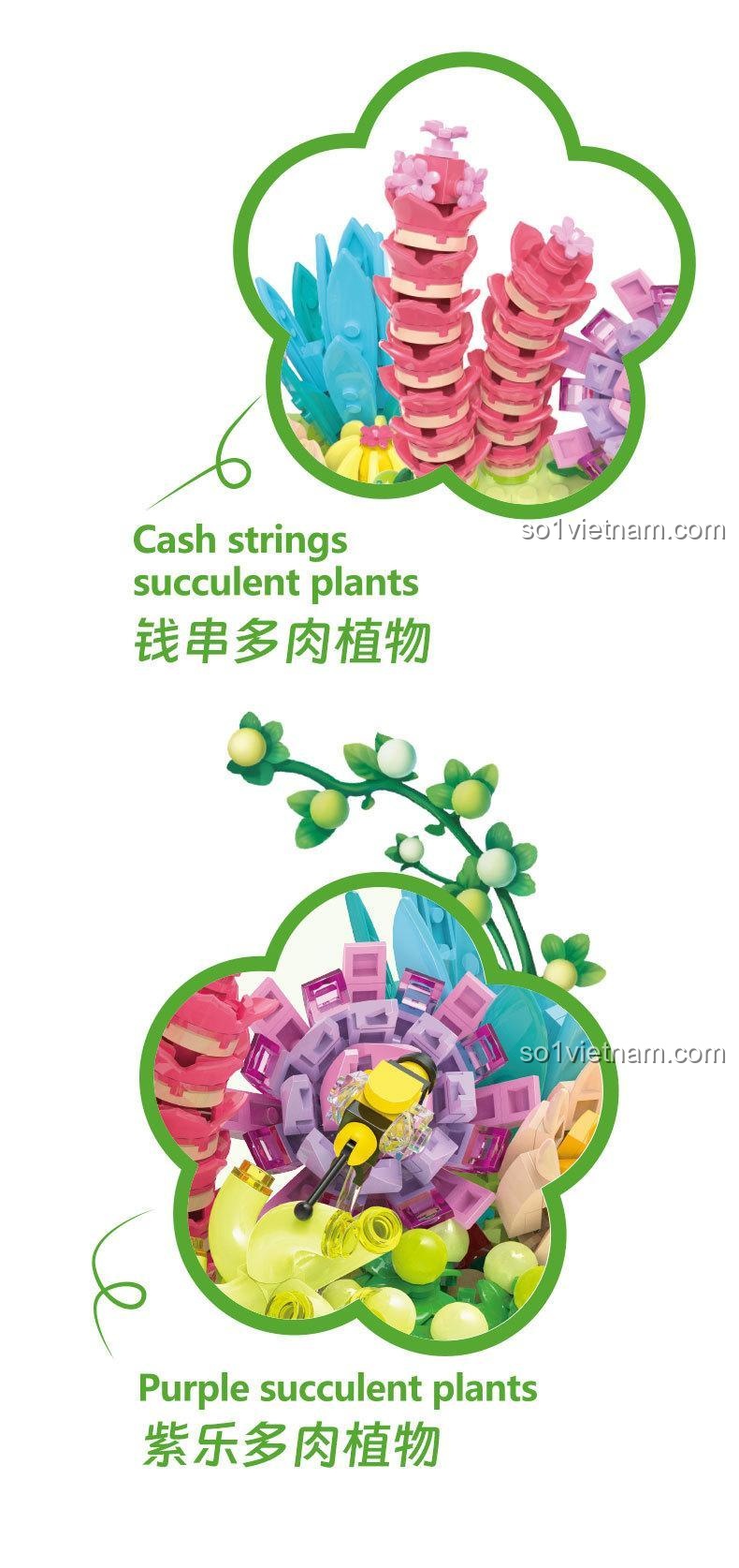 Các loại cây mọng nước Cash strings và Purple trong Hộp Cây Mọng Nước ZHEGAO, đồ chơi giáo dục cho bé gái 6 tuổi.